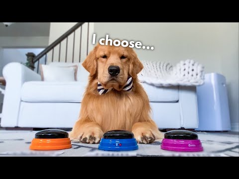 My Dog Picks His Son's Name