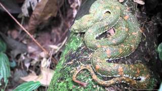 preview picture of video 'La Tirimbina Rainforest Lode - Sarapiqui Costa Rica'