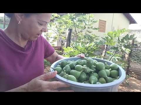 eu a mamãe ,colhendo  figo no Pé  para fazer doce-