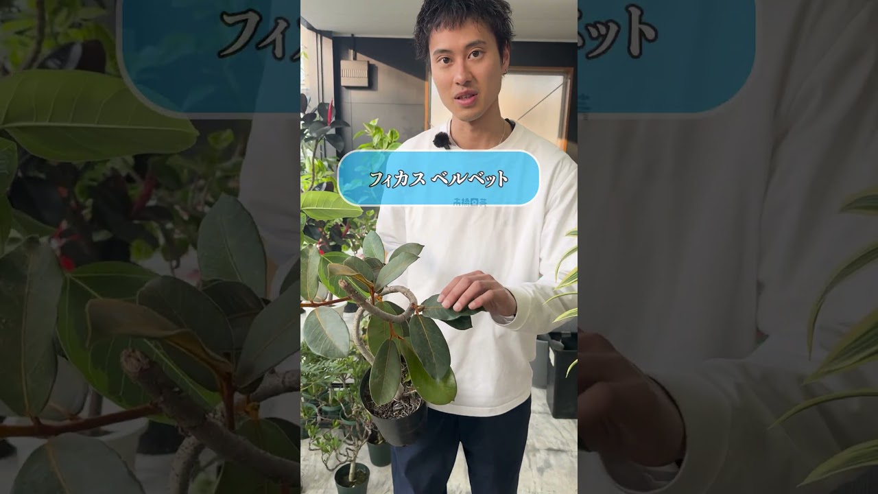 3月28日新入荷植物紹介🪴 #観葉植物 #高橋園芸