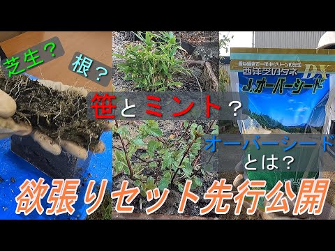 乗馬芝の適切なケア: 専門家の 3 つのヒント 植物