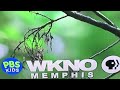 WKNO Pbs Kids Bird Bumper