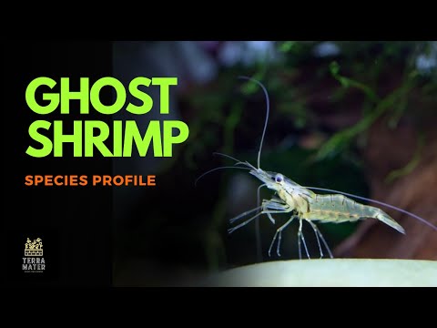 Ghost Shrimp 101 introduction transparent aquatic