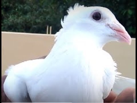 Neli Ankh Ka Golden Blue Eye Our chotti King Pigeon by Raza Photography & Technical Video
