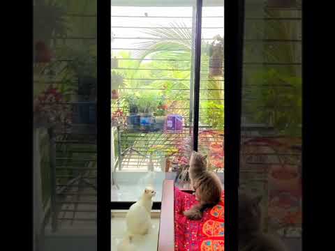 Cat King and Cat Queen || Kalo Manik || Cat Couple