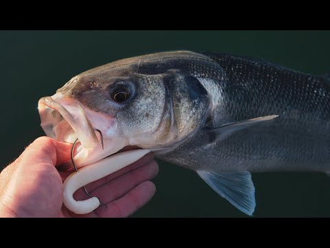 The best ways to rig and fish the Savage Gear Gravity Stick Pintail, new smaller size as well