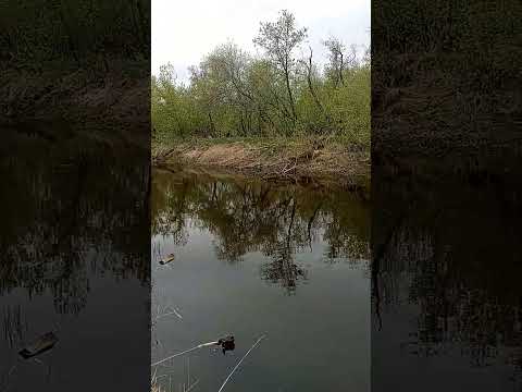 Fishing For Pike.
