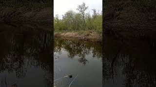 Fishing For Pike.