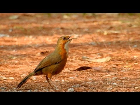 Šabľozob červenolíci (Pomatorhinus erythrogenys) — spev a hlas v prírode