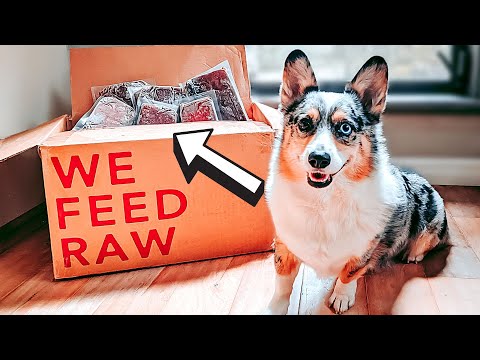 YouTube video about: Can you microwave raw dog food?