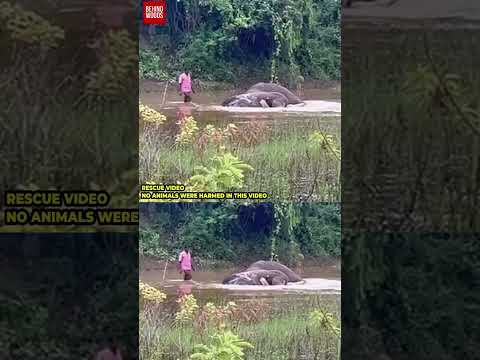 கடவுளே 💔ஏரியில் யானை தவித்த நொடி... இறங்கி சென்று சாமானியன் செய்த செயல்..! நெகிழ்ச்சி சம்பவம்