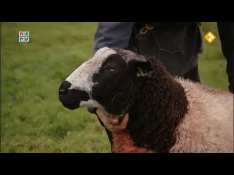 Boer Frans verzorgd zieke ram - Man Bijt Hond