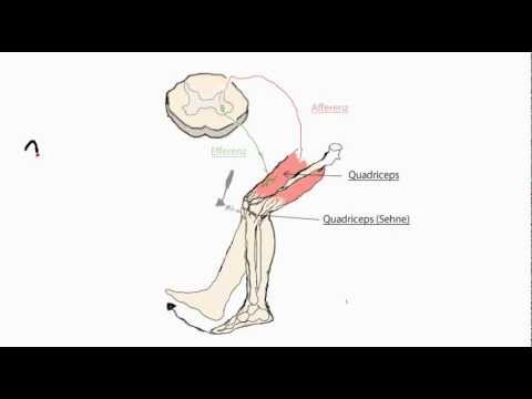 Reflexe (Mono- und Polysynaptisch)
