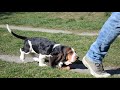 Basset Hound welpen kaufen