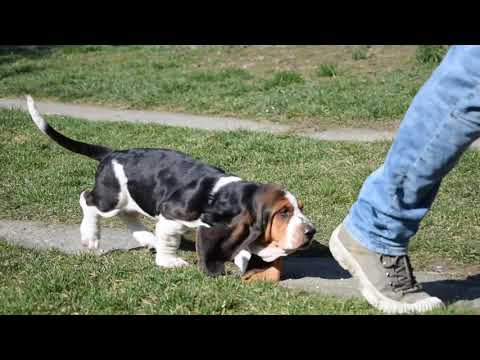 Basset Hound Welpe kaufen
