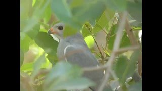 preview picture of video 'Autour unibande Kaupifalco monogrammicus Lizard Buzzard'