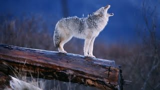Nature Documentary - Amazing Wildlife of Alaska - Documentary