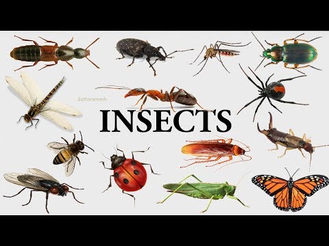 A-Z INSECTS NAMES Video