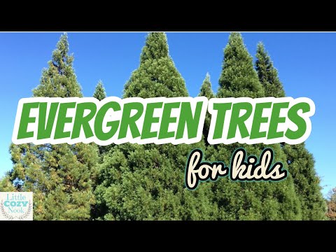 🌲 Evergreen Trees 🌲 | EDUCATIONAL Video for Kids