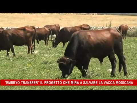 Lassenzio e il lino carnicino da parassiti come accettare Dove fare la prova su Orenburg lyambliya