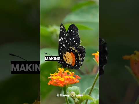 🦋 Don't chase butterflies, build a garden. 👩‍🌾 #shorts