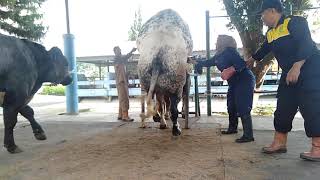 Download lagu Penampungan Sperma Sapi Belgian Blue di BIB Lembang mp3 Download lagu Penampungan Sperma Sapi Belgian Blue di BIB Lembang mp3