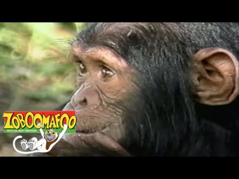 🐒 Zoboomafoo 117 - Ears Hear | HD | Full Episode 🐒