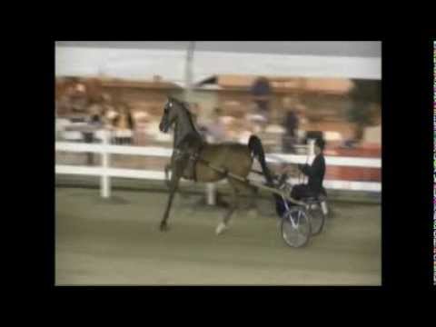 download lagu mp3 mp4 Doug Shiflet Horse Photography, download lagu Doug Shiflet Horse Photography gratis, unduh video klip Doug Shiflet Horse Photography