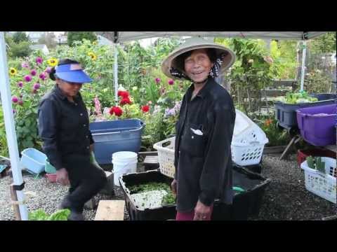 Growing Food  - Growing Community