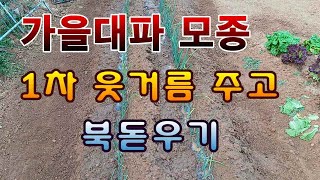 [텃밭농부.870]  가을대파 모종 1차 웃거름/ 북돋우기 #대파재배
