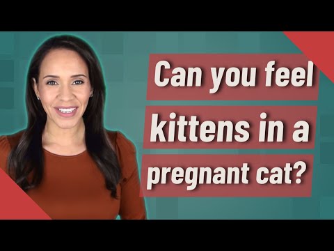 Can you feel kittens in a pregnant cat?