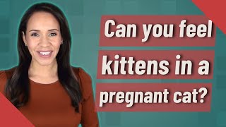 Can you feel kittens in a pregnant cat?