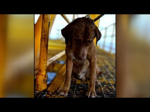 220 kilometers off the coast: Incredible dog rescue on the high seas