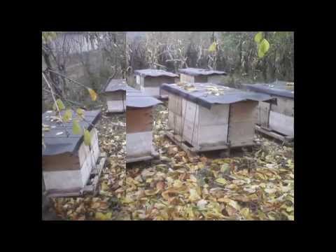 Apicultura la distanta 1