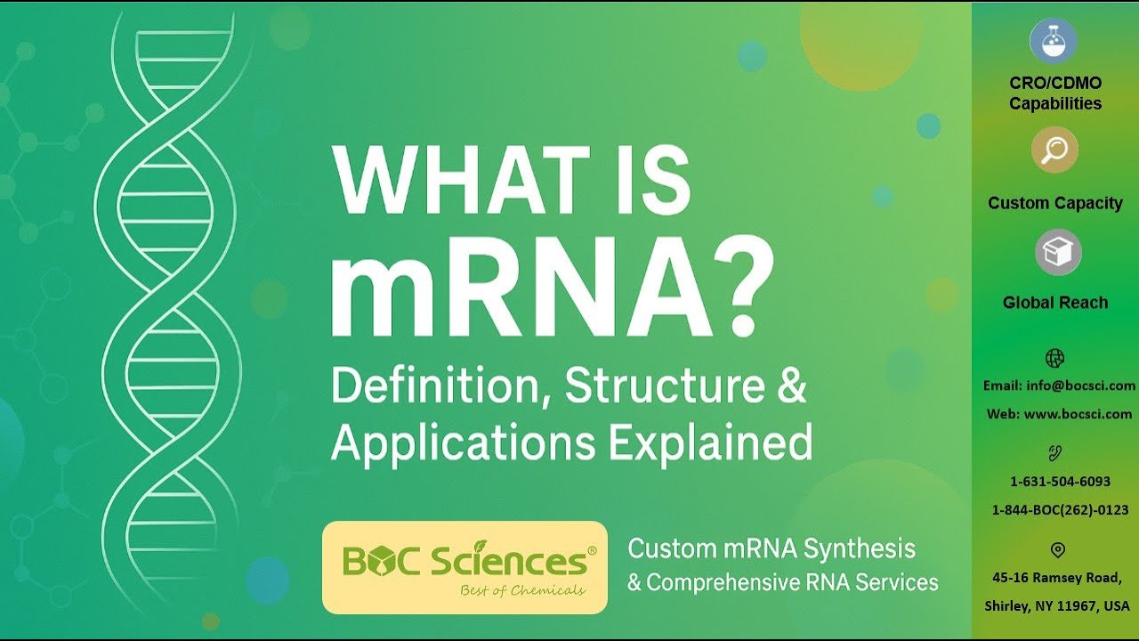 What is mRNA? Definition, Structure & Applications Explained - BOC Sciences