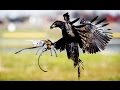 Eagles Vs Drones Round 2 CNBC International