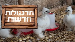 תרנגולות חדשות נוחתות במשק
