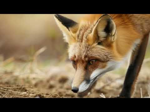 All About Foxes for Kids: Animal Videos for Children _musical adventure for kids RoboRhythms Junior