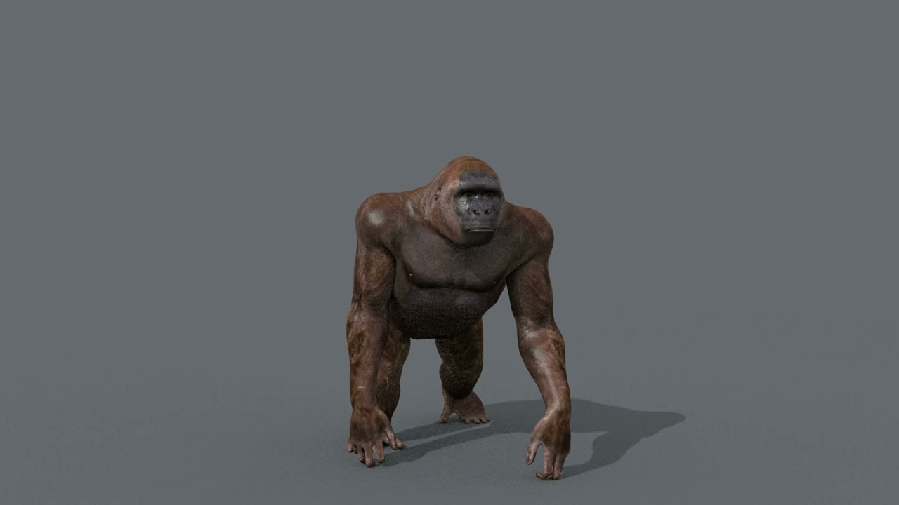 Gigantopithecus 8K- 3d animated 3D Model