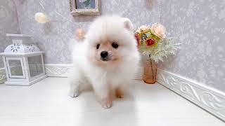 ポメラニアンの動画01