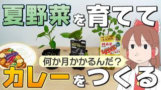 苗から育てて夏野菜カレーをつくったら悲しい結末が待っていた【ゆっくり】【サイエンスクッキング #21】