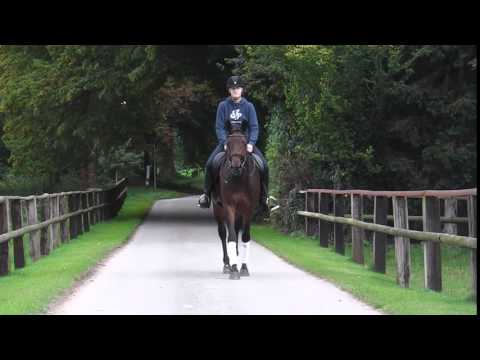 7-jährige Stute von Captain Fire for Sale