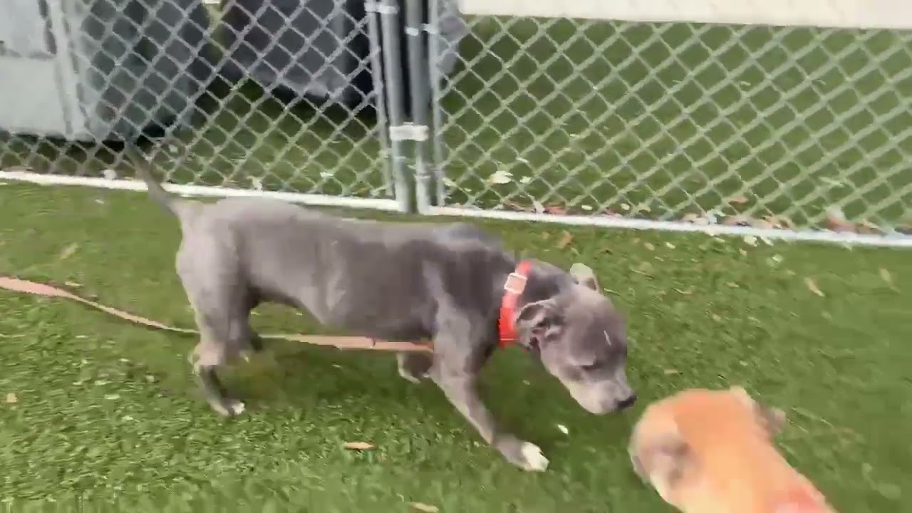 Enlarge Ashe, a Adoptable mixed breed in Hartsville, SC video 6/6