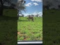 Up Close And Personal With Zebras Safari Park Adventure