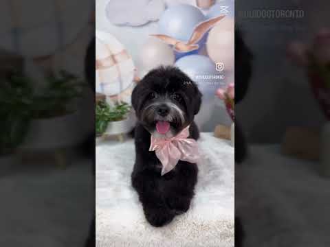 ShihTzu Moka’s signature grooming session