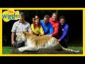 There Are So Many Animals! 🐅🦁🐒 Animals Songs for Kids with The Wiggles