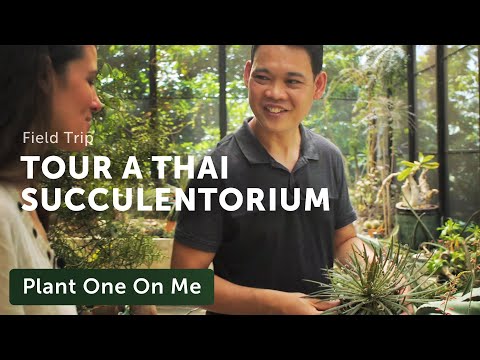A Thai Collector's Cacti & Succulent Tour: Part I  — Plant One On Me — Ep 140