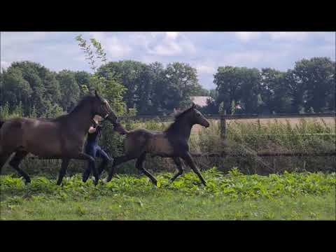 "Con Amour" Prämien-HF von Conthargos x Clintino x Larinero