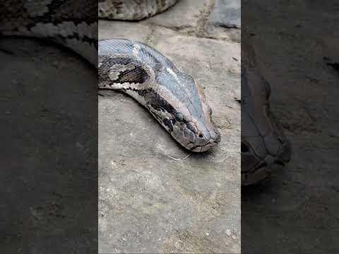 ajgar sap 🥺🥺😱😱😱 #viral #youtube #music #subscribe #ajgar #snake