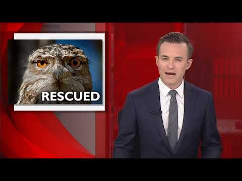 PRIME7 News North Coast 27-10-2017